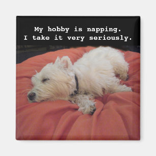 Íman Ímã Napping da foto de Westie