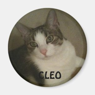 Íman Ímã nomeado de Animal de estimação Foto