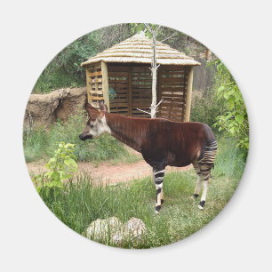 Íman ímã Okapi