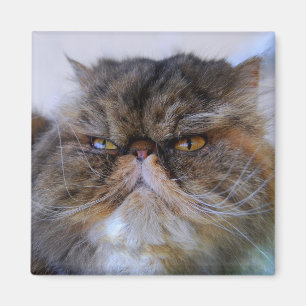 Íman Ímã orgulhoso do gato persa da chita