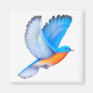 Íman Ímã oriental de voo do Bluebird