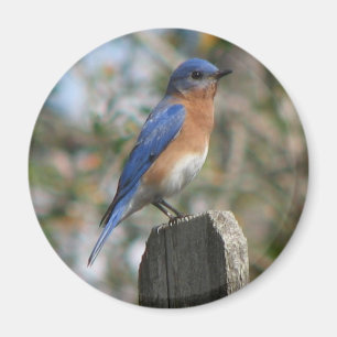 Íman Ímã oriental do homem do Bluebird