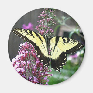 Íman Ímã ORIENTAL do TIGRE SWALLOWTAIL