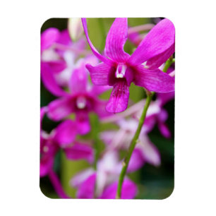 Íman Ímã - orquídea de Cooktown
