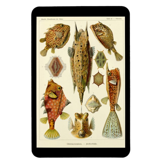 Íman Ímã "Ostraciontes" de Ernst Haeckel (Vertical)