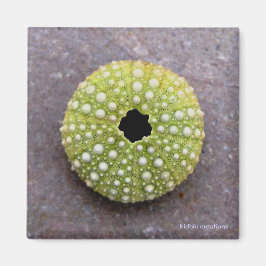 Íman ímã - ouriço