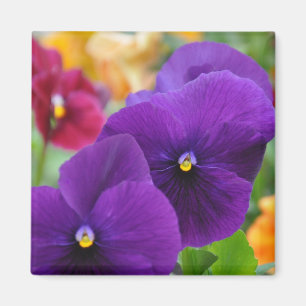 Íman Ímã: Pansies roxos