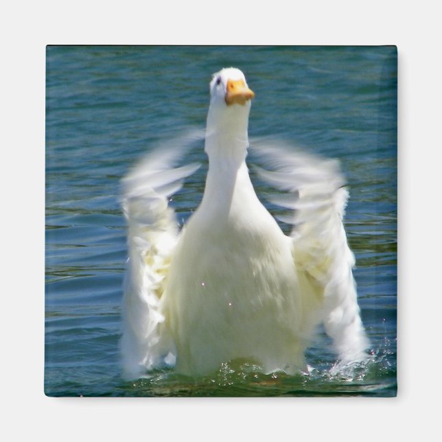 Íman ímã para aplaudir pato (Frente)