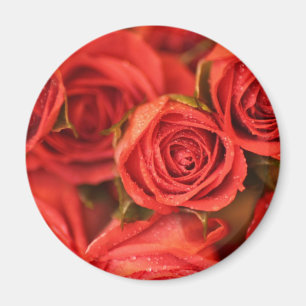 Íman Ímã peachy alaranjado da arte da foto dos rosas
