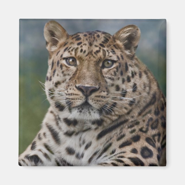 Íman Ímã Pensamentos Leopardo (Frente)