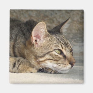 Íman Ímã pensativo do gato