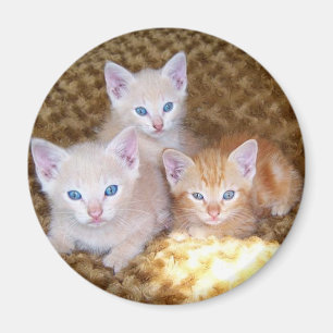 Íman Ímã pequeno de três gatinhos