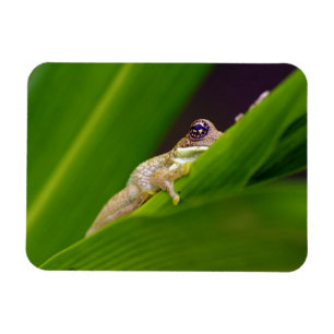 Íman Ímã pequeno do sapo