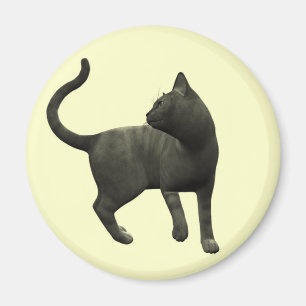 Íman Ímã pernicioso do gato preto