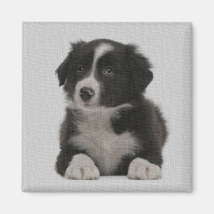 Íman Ímã Personalizada de Cão Cachorro Cachorro Cach