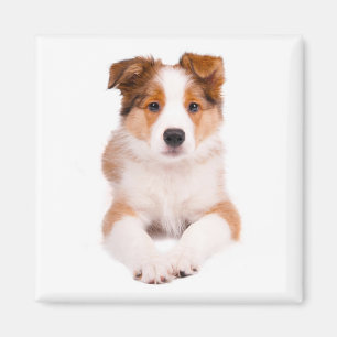Íman Ímã Personalizado de Cachorro Filhote Border Colli