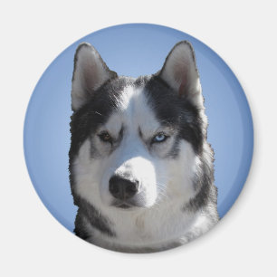 Íman Ímã/presente do Alasca do cão de trenó da imã