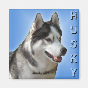Íman Ímã/presente do Alasca do cão de trenó da imã