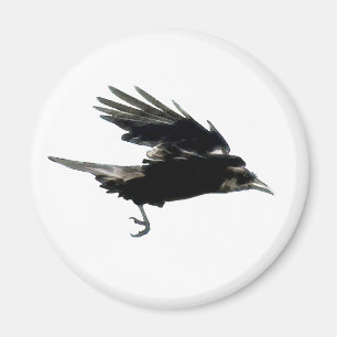 Íman Ímã preto de voo de Birdlover do corvo