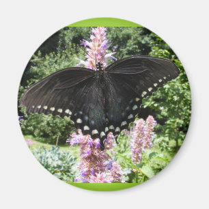 Íman Ímã preto do ~ de Swallowtail 67