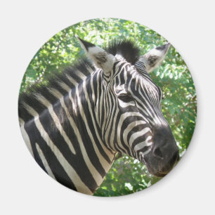 Íman Ímã preto e branco da zebra