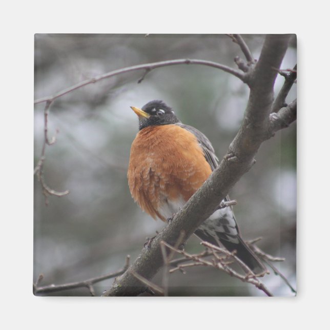 Íman imã primavera Robin (Frente)