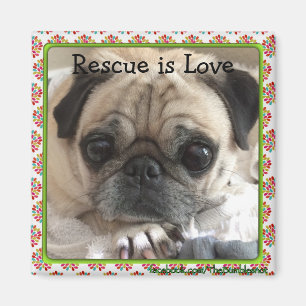 Íman Ímã/Pug de Itsy: O salvamento é amor