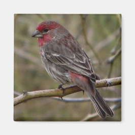 Íman ímã púrpura