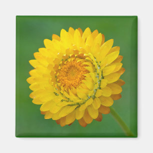 Íman Ímã quadrado amarelo de Strawflower