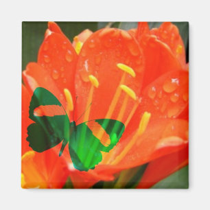 Íman Ímã Quadrado Borboleta Flor de Laranja