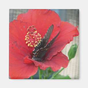 Íman Ímã quadrado com a borboleta na flor vermelha