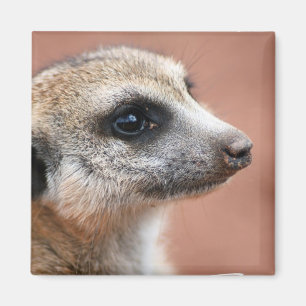Íman Ímã quadrado curioso de Meerkat