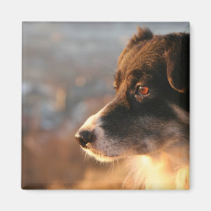 Íman Ímã quadrado das fotos de border collie