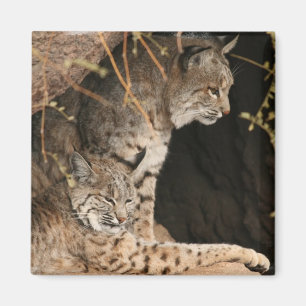 Íman Ímã quadrado das fotos do lince