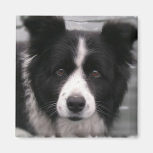 Íman Ímã quadrado de border collie