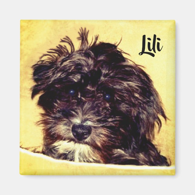 Íman Ímã Quadrado de Cachorro Schnoodle (Frente)