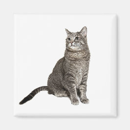 Íman Ímã Quadrado de Gato Abissínio