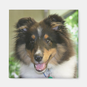 Íman Ímã quadrado de Sheltie