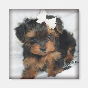 Íman Ímã quadrado de Yorkie-Poo