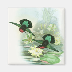 Íman Ímã quadrado dos colibris coloridos de Gould