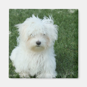 Íman Ímã quadrado dos filhotes de cachorro malteses