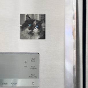 Íman Ímã Quadrado Olhos Azuis Gato Preto Alma Azure