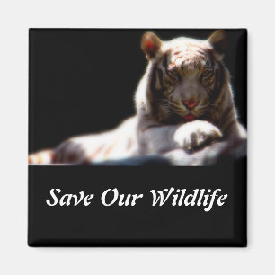 Íman Ímã Quadrado Salve Nossa Vida Selvagem Tigre