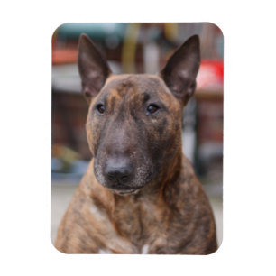 Íman Ímã rajado de bull terrier do inglês