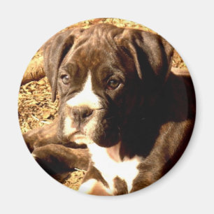 Íman Ímã rajado do filhote de cachorro do pugilista