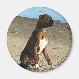 Íman Ímã rajado do filhote de cachorro do pugilista