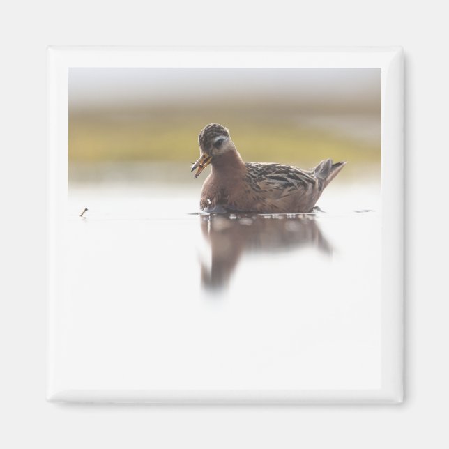 Íman Ímã Red Phalarope 2x2 (Frente)