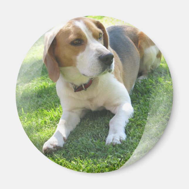 Íman Ímã redonda Cachorro Enrolado (Frente)