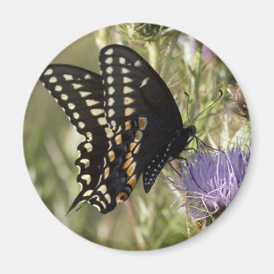 Íman Ímã redondo da borboleta preta de Swallowtail