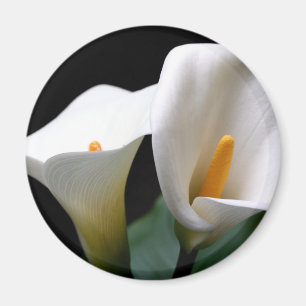 Íman Ímã redondo da flor branca do lírio de Calla